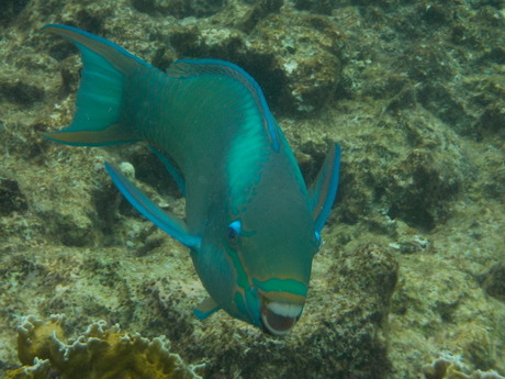 Papagaai vis lacht me toe (of uit) tijdens snorkelen in Bonaire