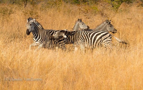 Zebra quarrel
