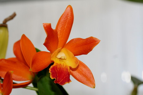 orchidee - Cattleya