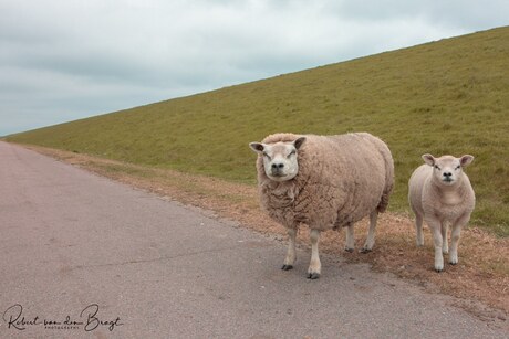 Texel