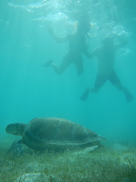 Zwemmen met zeeschildpadden