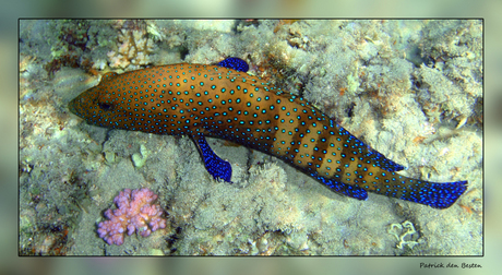 Het leven in de rode zee : Red sea coral grouper