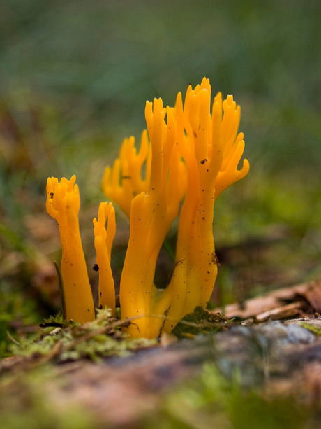 Herfst in de Ardennen