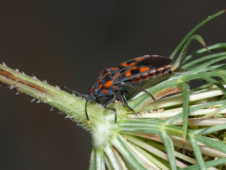 Spilostethus saxatilis