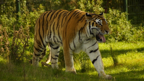 tijger is af en klaar in Beekse bergen