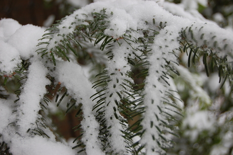 denneboom met sneeuw
