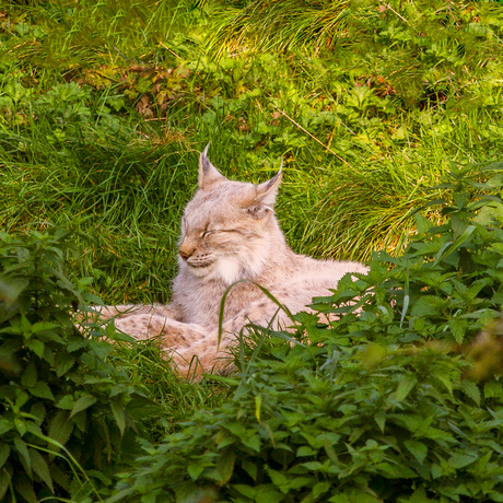 lynx