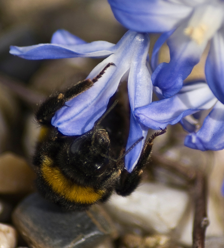 Vroege Hommel 1