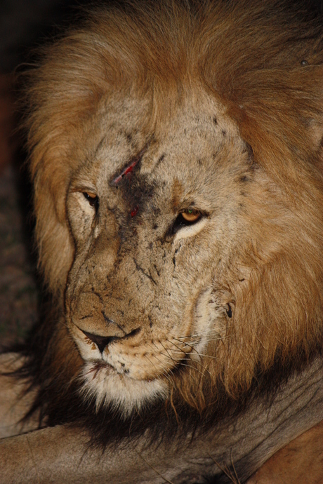 Avond safari Zuid Afrika, gehavende leeuw