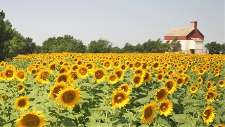 Hoe zonnig wil je het hebben...