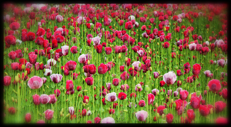 Papaver 1