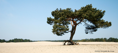 Kootwijkerzand