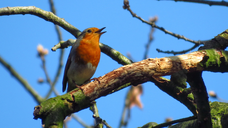 Zingende roodborst