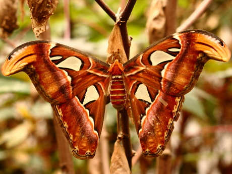 Atlas vlinder