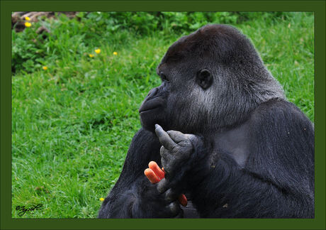 Makula leider gorilla