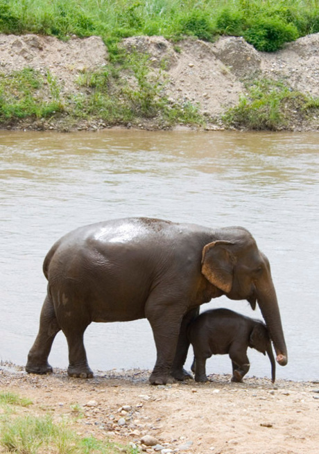 Moeder en dochter olifant :-)