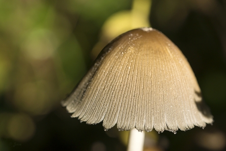 Paddenstoelen tijd....