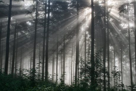 Zonneschijn