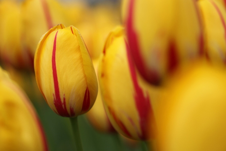 Keukenhof 2014 - 1