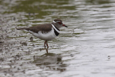 Three-banded Plover