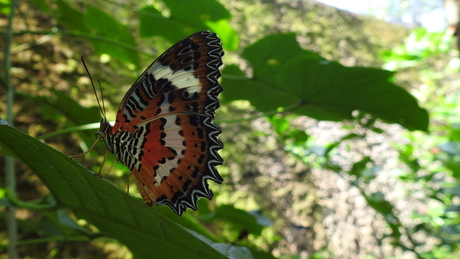 Moooie vlinder op Bali