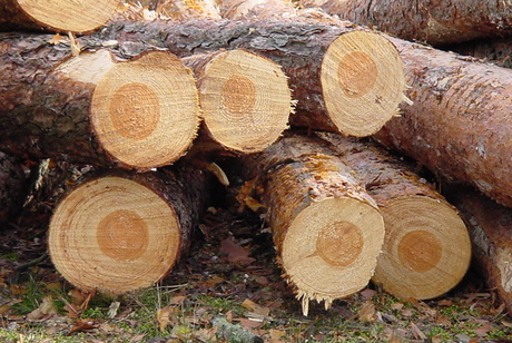 Omgezaagde bomen