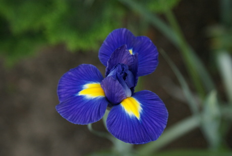 iris in de tuin