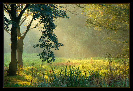 Achter de bomen schijnt de zon