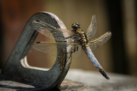 Libelle geniet van het zonnetje