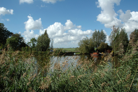 Doorkijkje tussen het riet