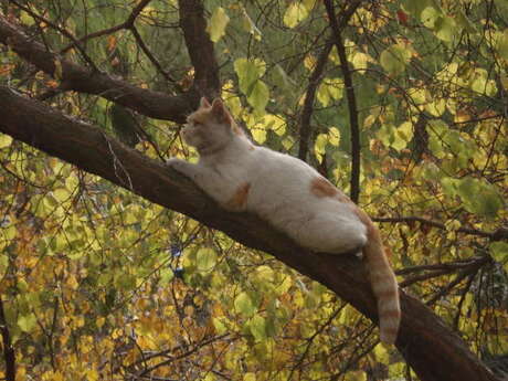 De kat uit de boom kijken