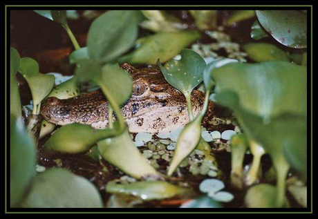 Krokodil in Costa Rica