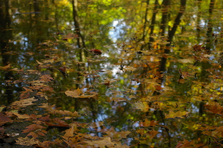 weerspiegeling in het water