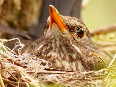 Lijster op nest