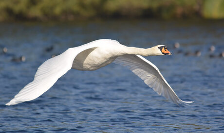 Laag over het water!