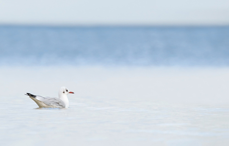 Kokmeeuw zwemmend in het Ijsselmeer