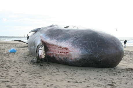 Potvis op Scheveningen