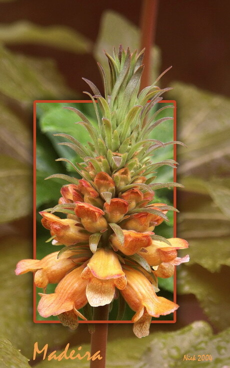 Bloemen Madeira