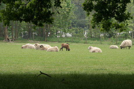 Schapen in het weiland