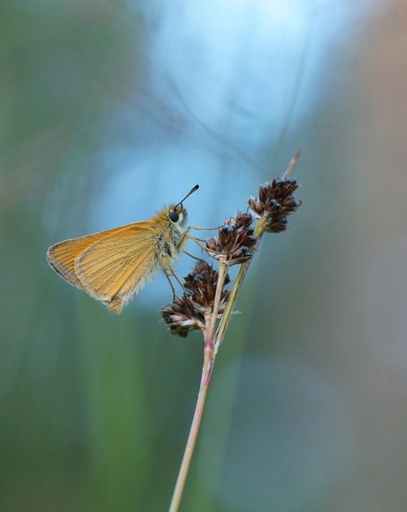 macro fotografie