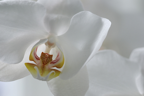 Phalaenopsis