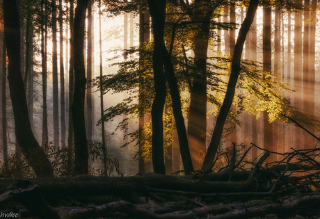 Speulderbos licht