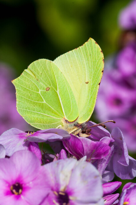 vlinder op phlox