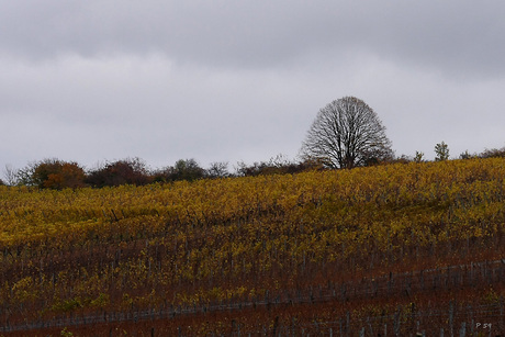 wijngaardenlandschap