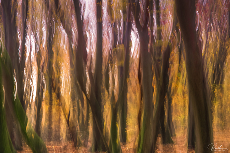 Het bos van de dansende bomen