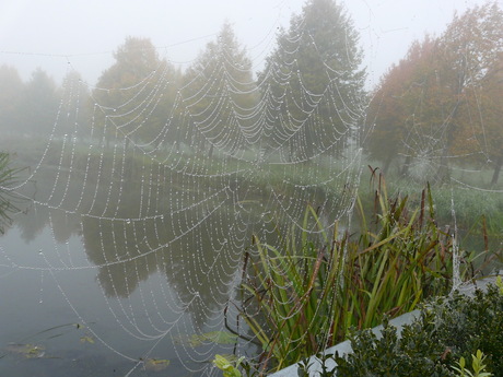 web met druppels