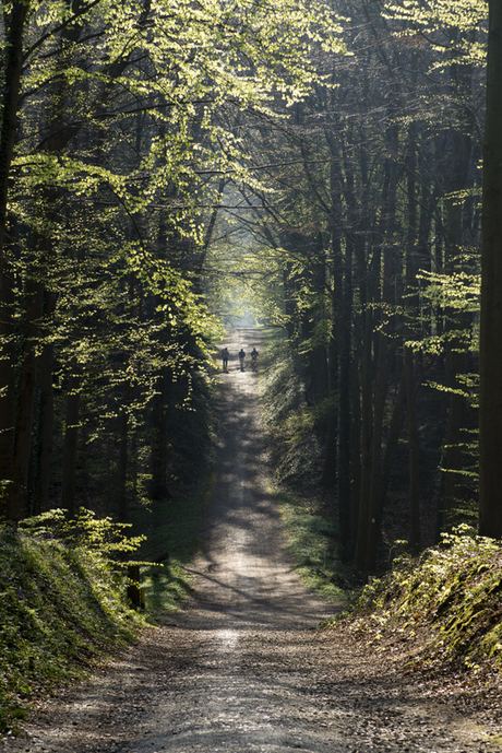 Hallerbos