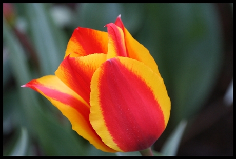 Tulp