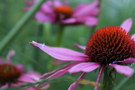 In de achtertuin