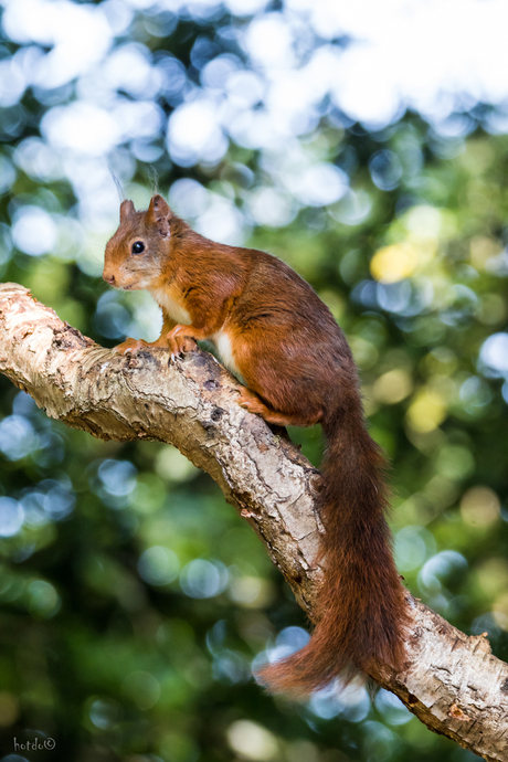 Rode eekhoorn (Sciurus vulgaris)